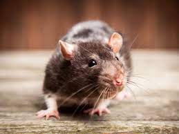 شركة مكافحة الفئران بالرياض مضمونة
